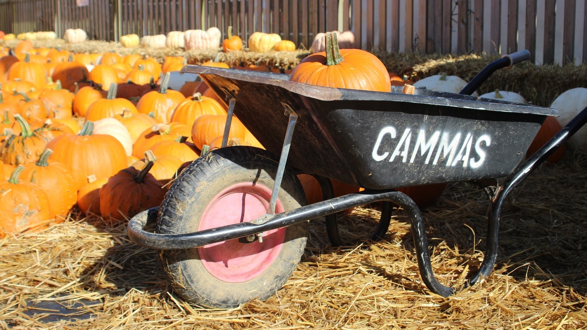 Cammas Hall Farm